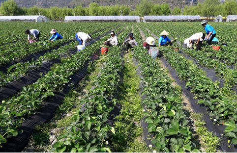 解答！农民创业致富好项目