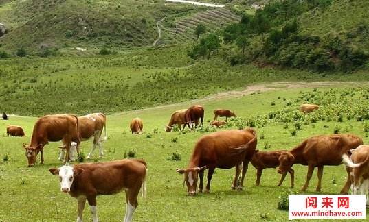 解说！农村创业项目养殖业