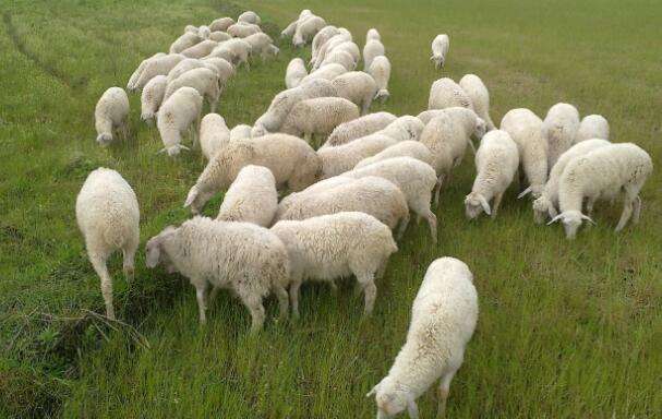 解答！养殖创业网