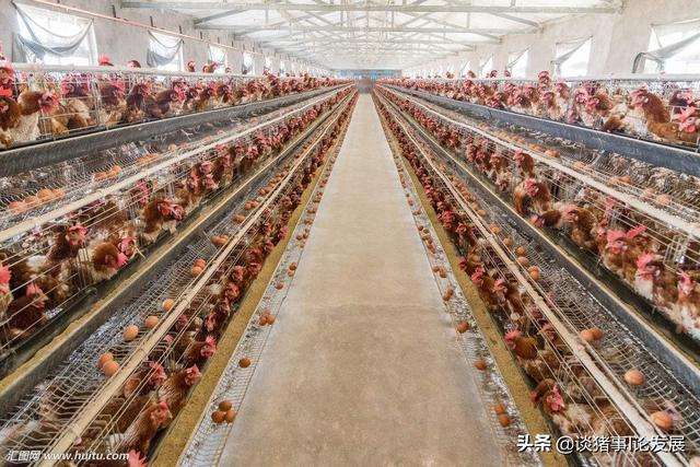 求答案！农村创业项目养殖业