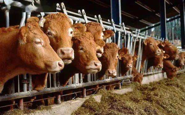 求答案！农村创业项目养殖业