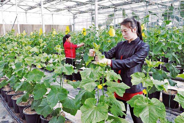 常见问题！农村项目创业