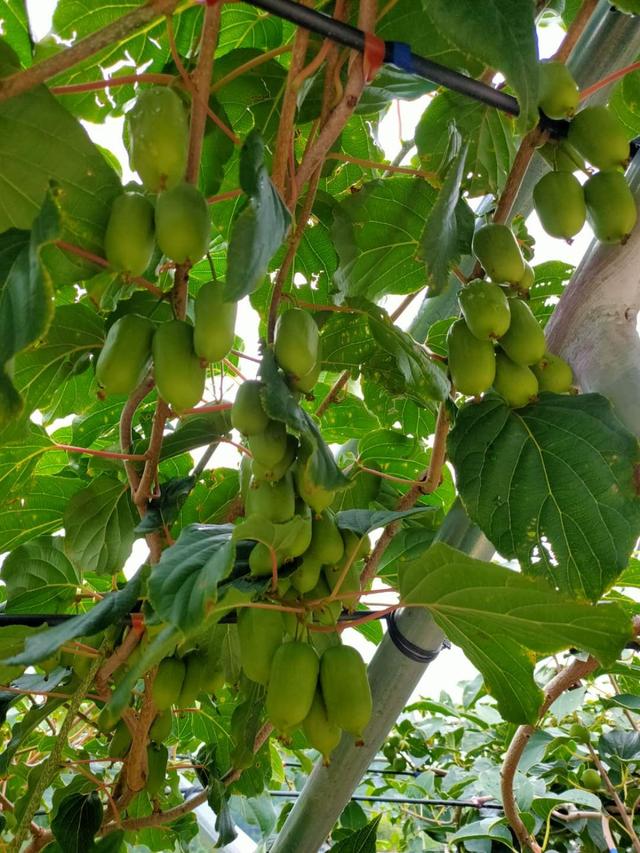 农村养殖创业致富网