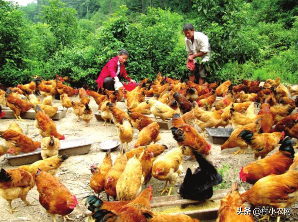 求答案！农村创业致富项目