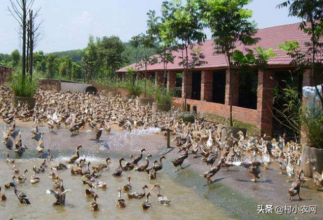 求答案！农村创业致富项目