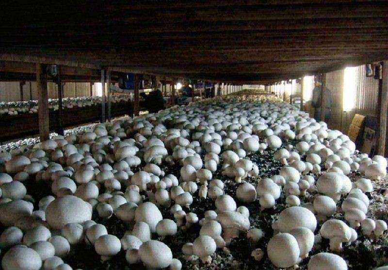 农民创业致富好项目