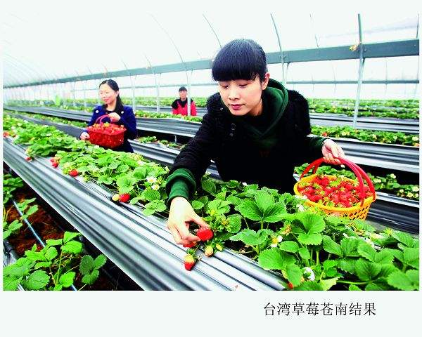 解说！台湾农民创业园"在线解答"