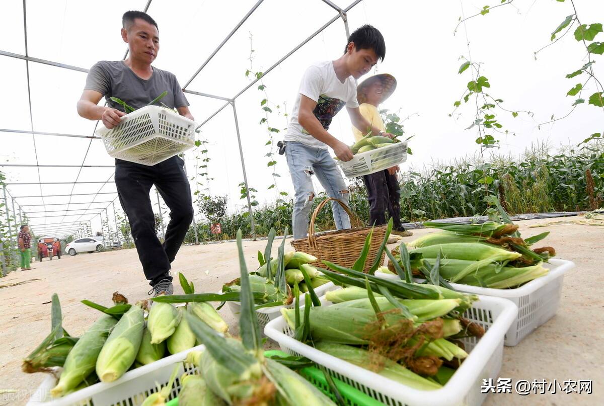 解释！农村创业好项目
