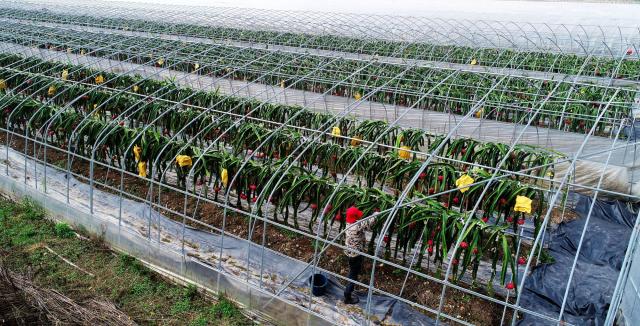 解释！台湾农民创业园