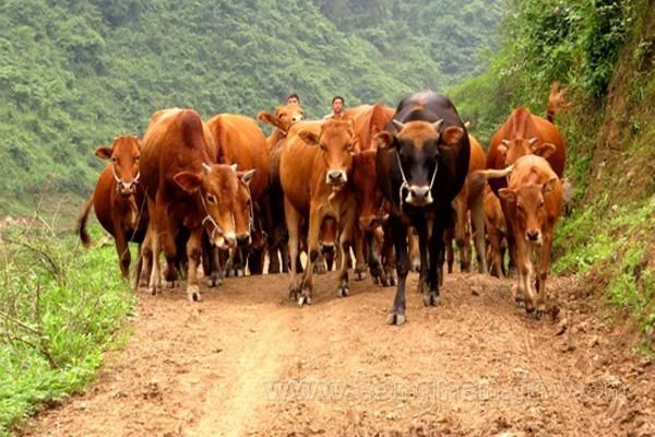 求答案！适合农村创业的项目