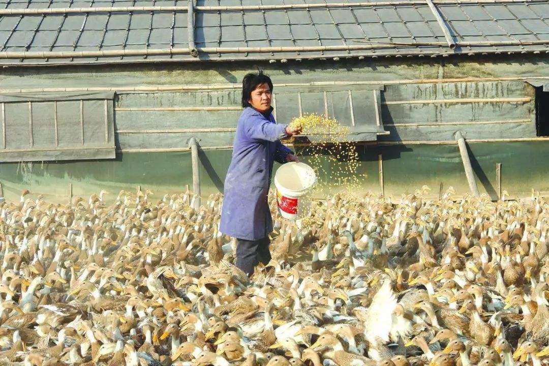 热点！适合农村的创业项目"在线解答"