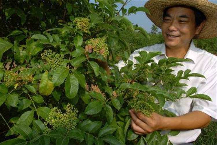 求答案！农村创业项目大全