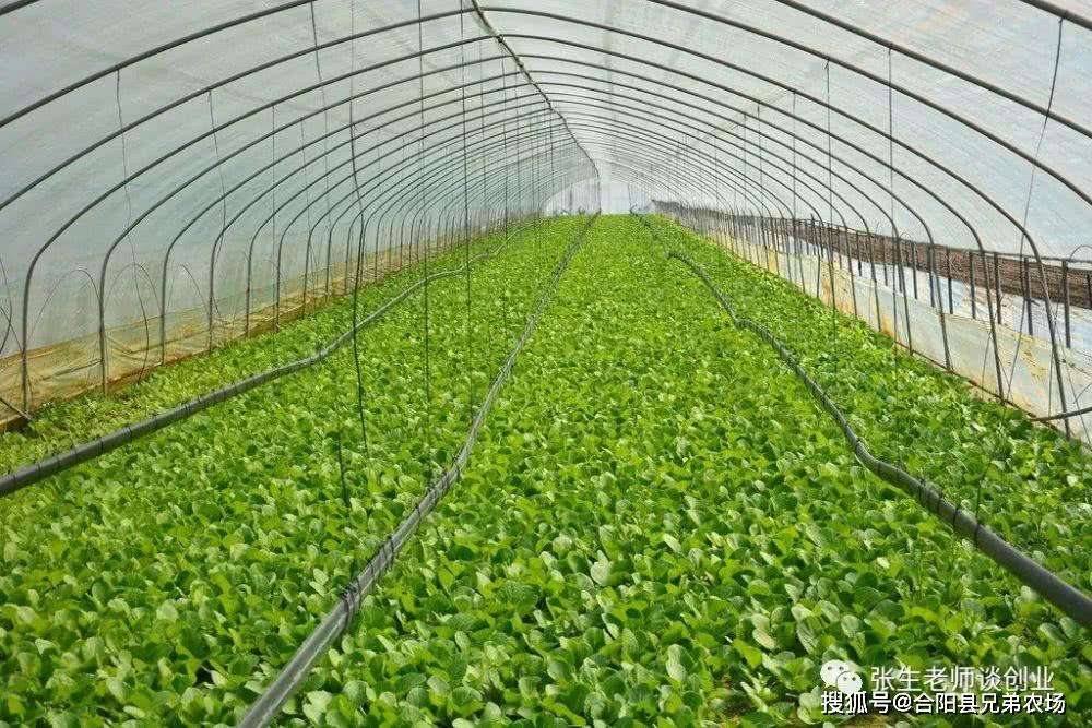 小知识！农村创业好项目