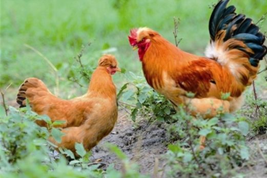 热点！农村创业致富网"在线解答"