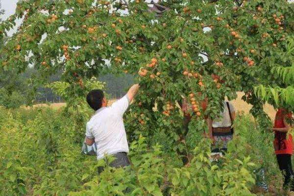 解答！农村创业致富项目