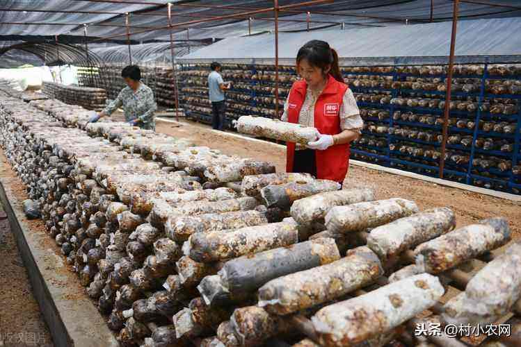 解释！适合农村的创业项目