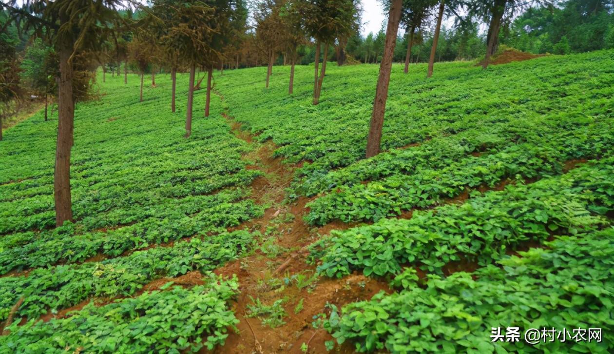 农民创业致富好项目