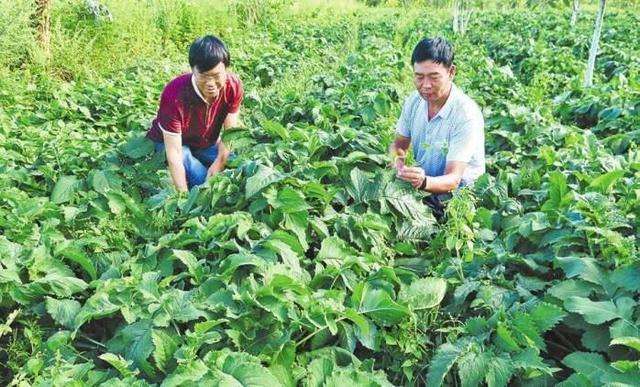 小知识！加盟创业好项目