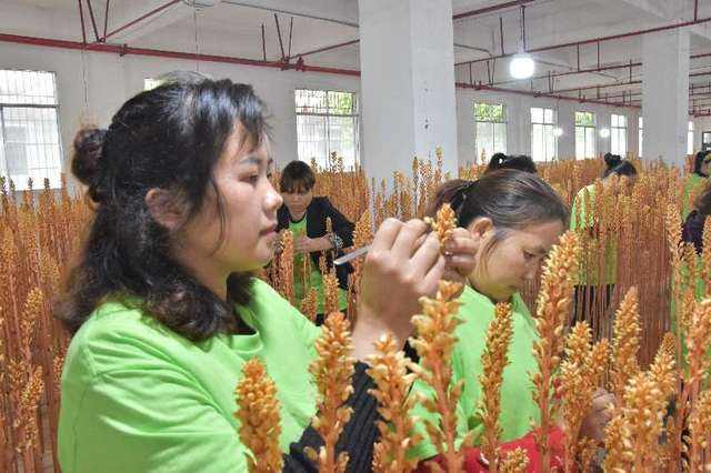 解释！农村创业好项目