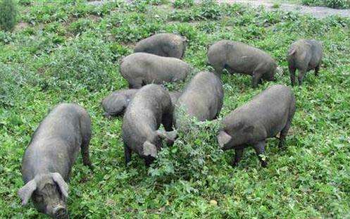 热点！农村养殖创业致富网