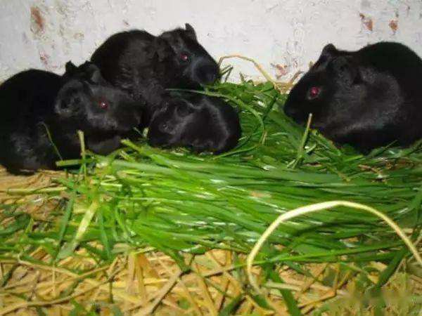 热点！农村养殖创业致富网