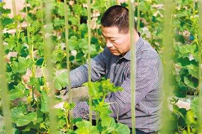 热点！农村养殖创业致富网