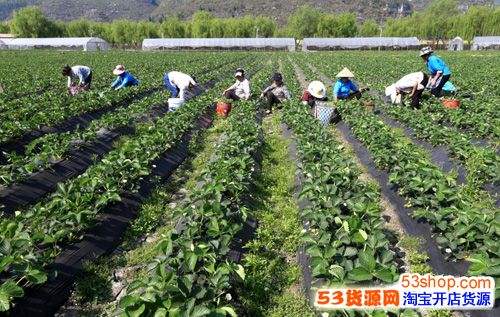 小知识！农村创业项目大全