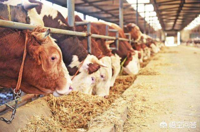 相关！养殖创业网