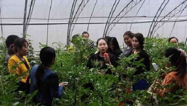 小知识！农村创业点子"在线解答"