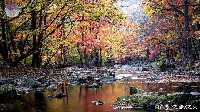 达人分享！本溪枫叶节“纯一不杂”
