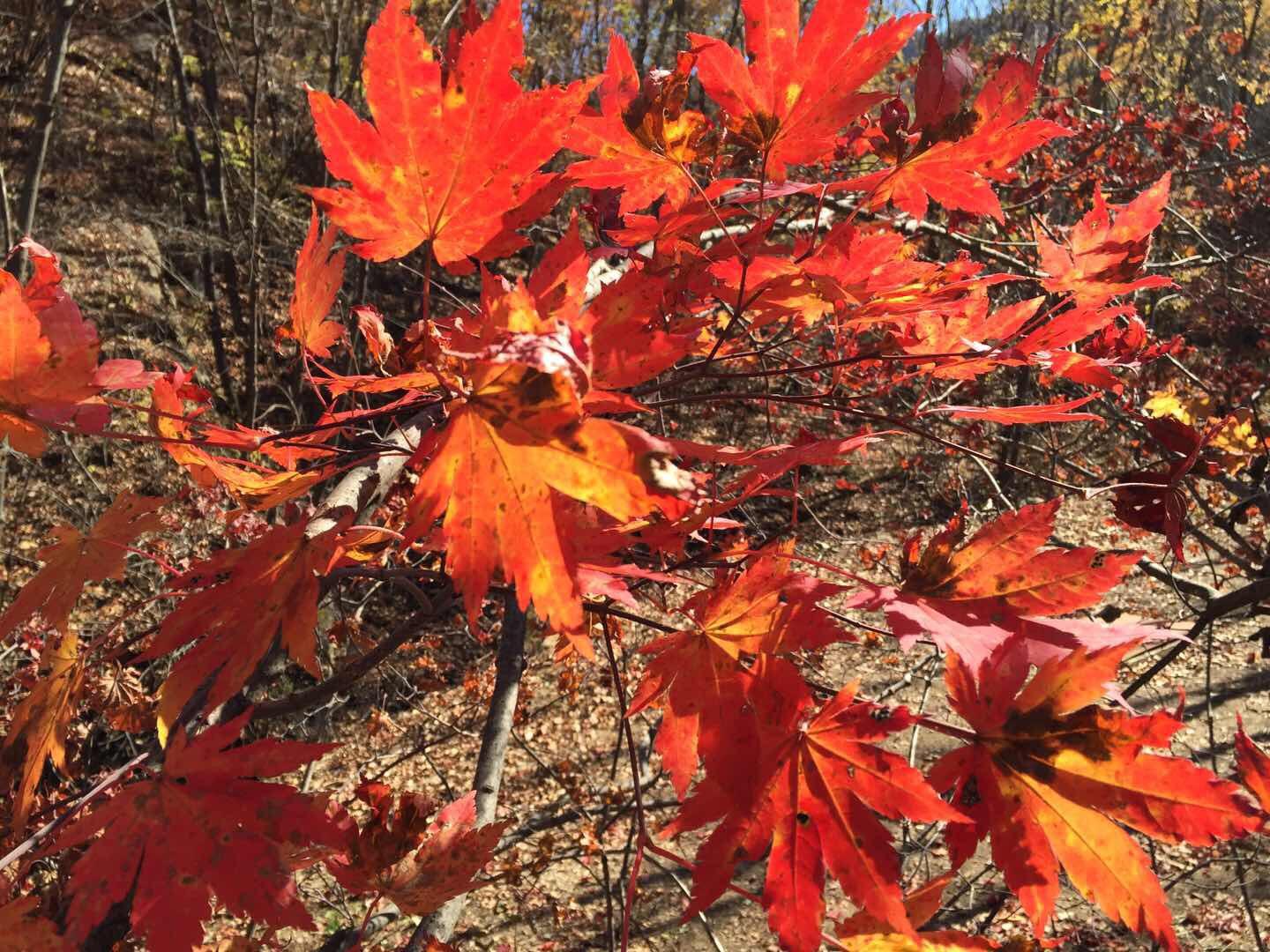 达人分享！本溪枫叶节“纯一不杂”