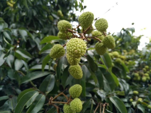 分析！漳浦荔枝“高情逸态”