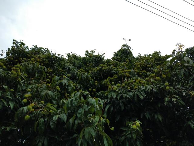 分析！漳浦荔枝“高情逸态”