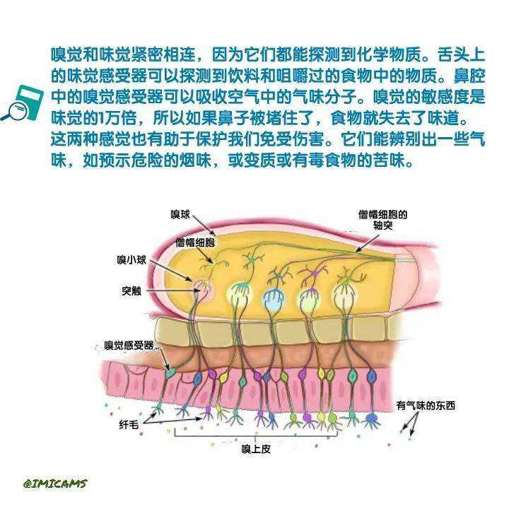 分析！查尔斯王子味觉嗅觉尚未恢复“桃红柳绿”
