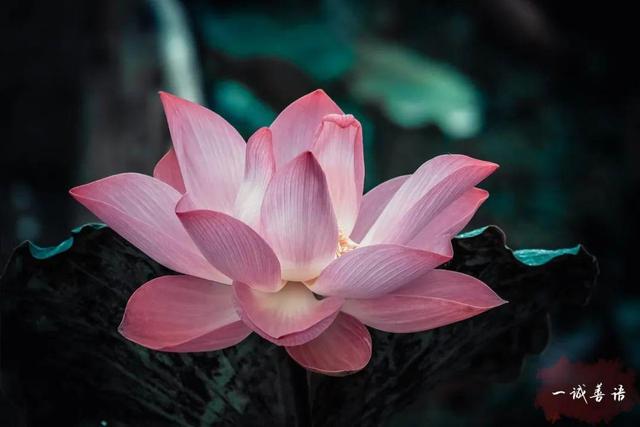 讲解！安逸什么意思“桃红柳绿”