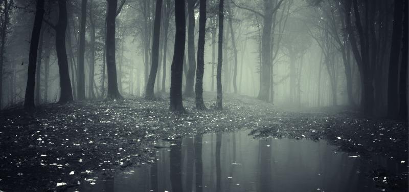 达人分享！四人不回头是什么意思“雁过留声”