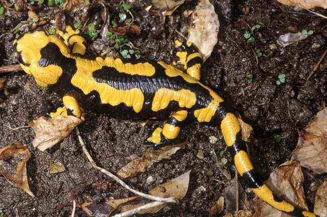 分析！人心无举蛇吞象“星星点点”