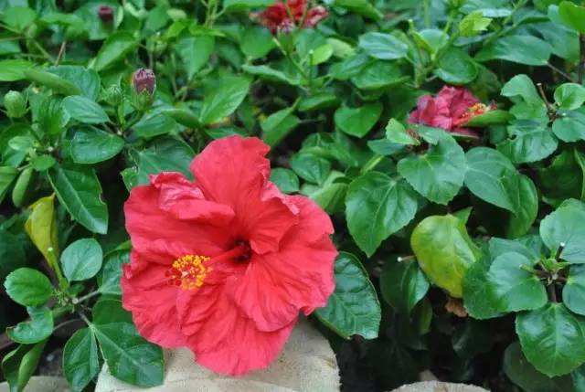 讲解！闪光夫妇为什么下车“夏花依旧”