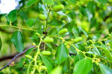 达人分享！枣树图片“夏花依旧”