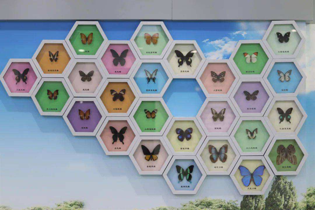 达人分享！文昌鱼是鱼吗“一抹红尘”