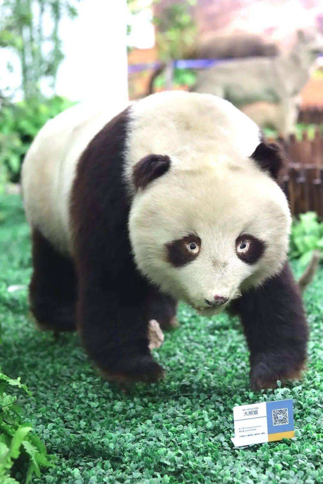 达人分享！文昌鱼是鱼吗“一抹红尘”