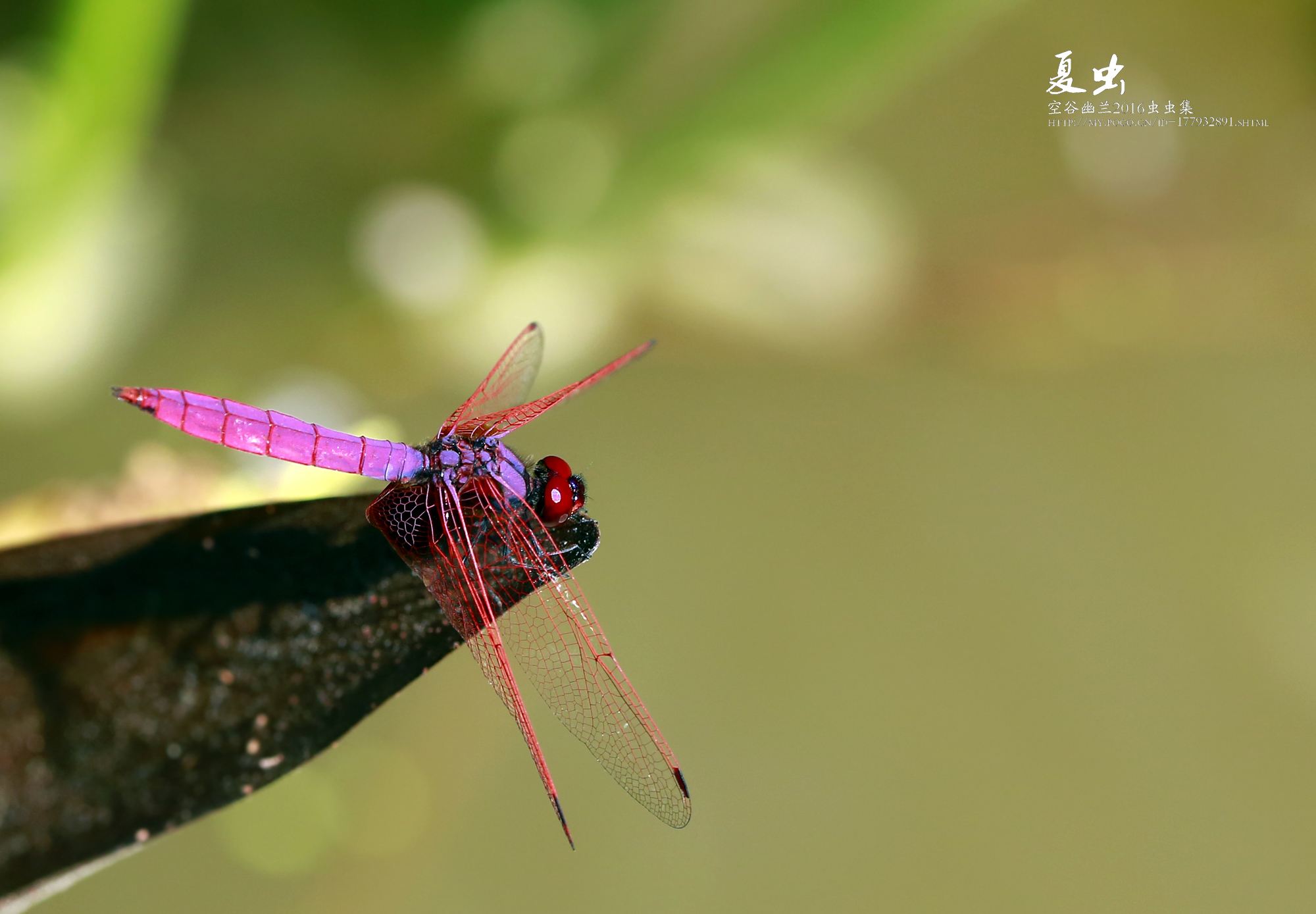 达人分享！南京有哪些区“空谷幽兰”