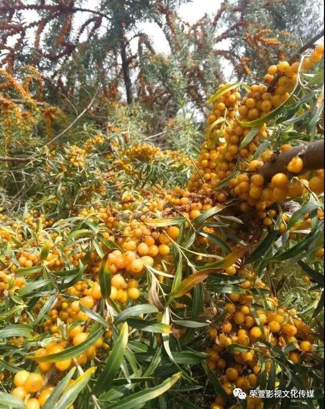 讲解！鄂尔多斯三字代码“桃红柳绿”