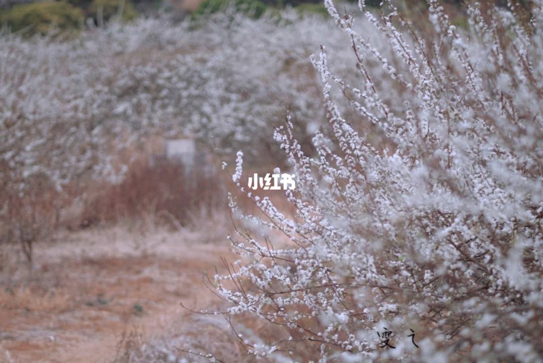 达人分享！忽如一夜春风来是什么季节“夏花依旧”