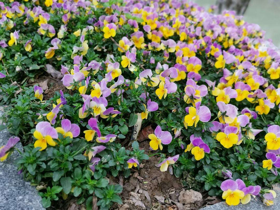 达人分享！忽如一夜春风来是什么季节“夏花依旧”