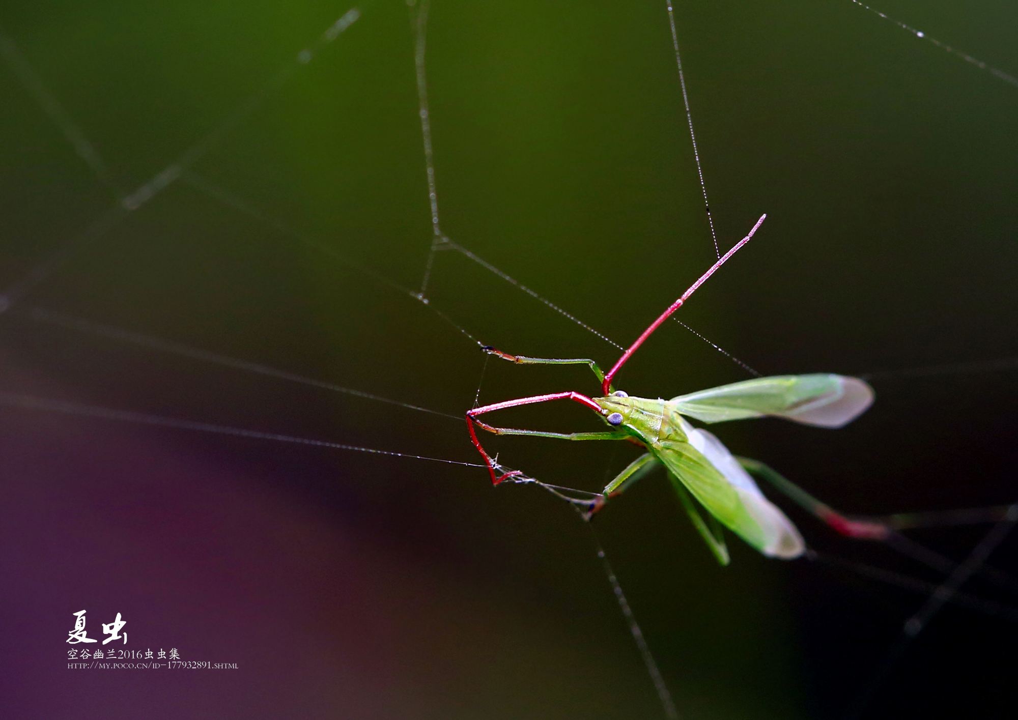 讲解！位图是什么“空谷幽兰”