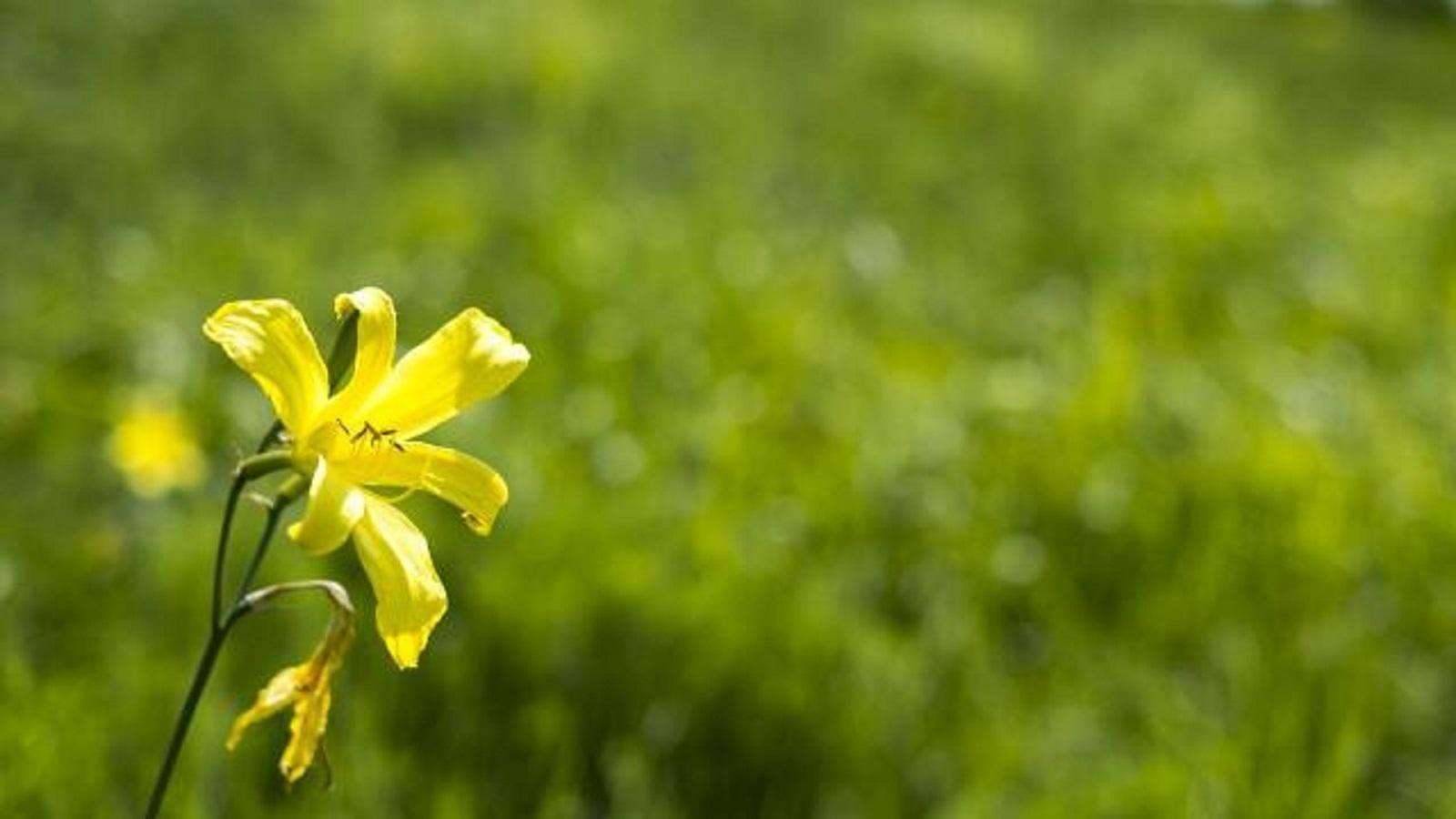 讲解！忘忧草实际上是什么“空谷幽兰”