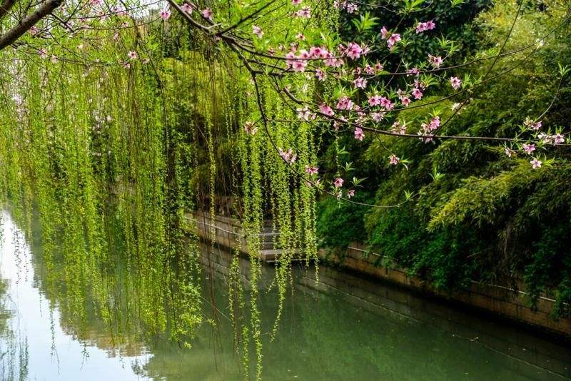 讲解！少女浴室二十天的图片“桃红柳绿”