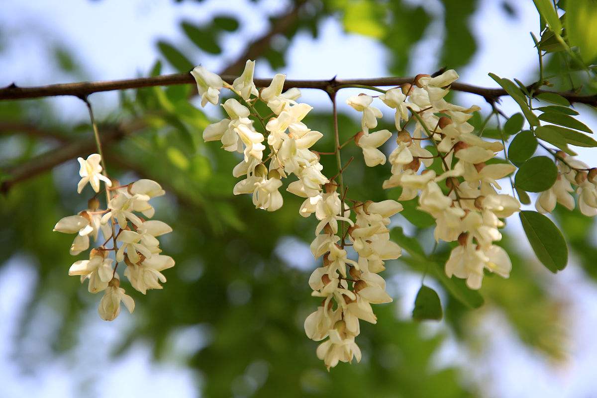 达人分享！群雄纷争的意思“夏花依旧”