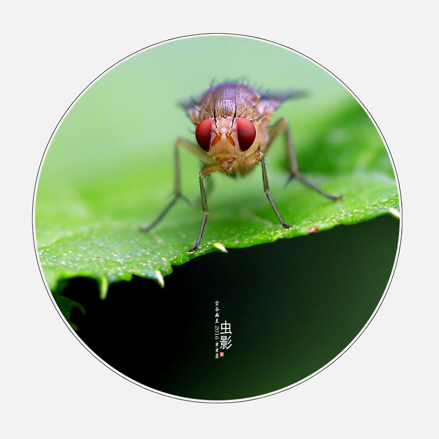 讲解！光学变焦什么意思“空谷幽兰”